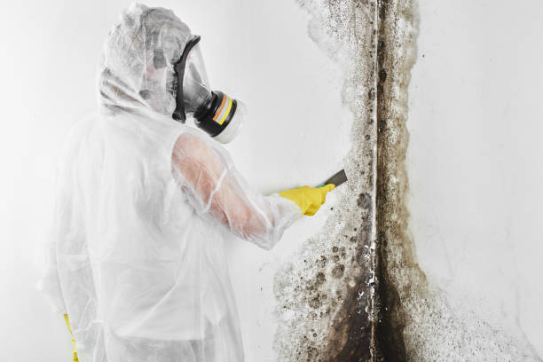 Best DIY Mold Remediation Support Services in Potosi, TX