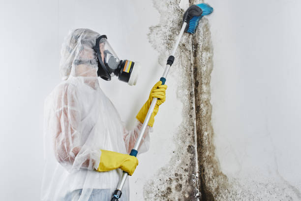 Best Attic Mold Remediation in Potosi, TX