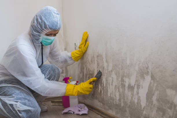 Professional Mold Remediation in Potosi, TX