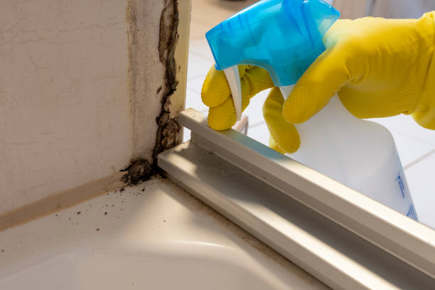 Best Insurance-Related Mold Remediation in Potosi, TX