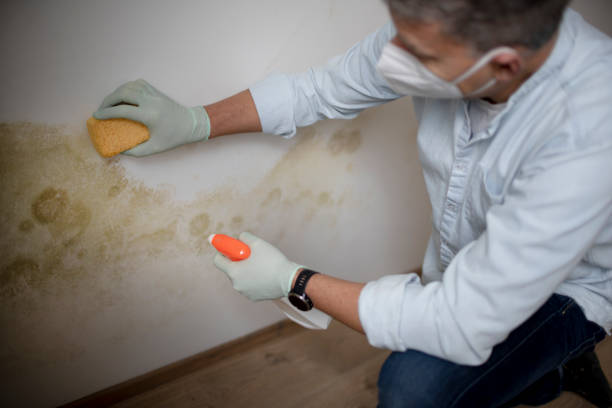 Best Attic Mold Remediation in Potosi, TX