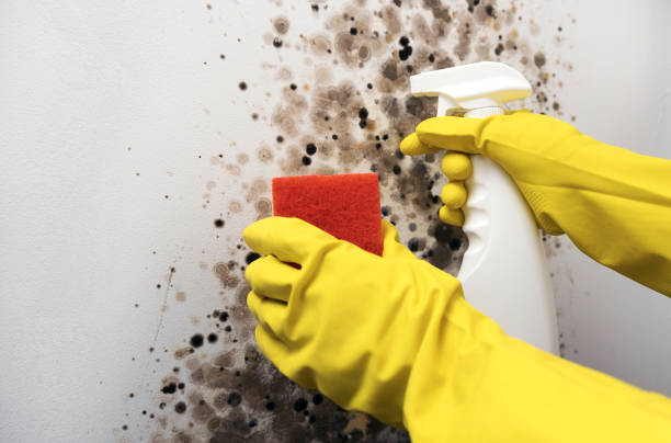 Best Preventive Mold Services in Potosi, TX